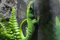 Groer Madagaskar Taggecko